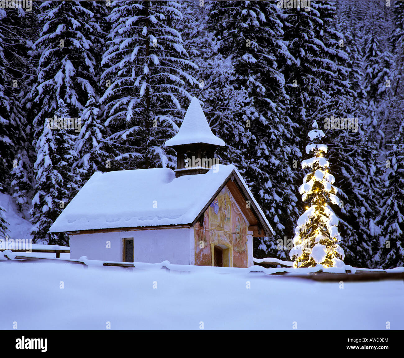 Winter Forest Christmas Tree Evening Christmas Stockfotos &amp; Winter
