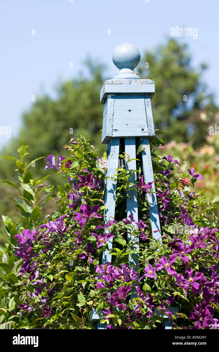 Blau lackierten hölzernen Garten Obelisk mit lila Clematis
