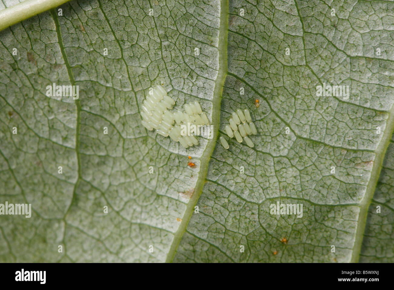 Blatt pappel Fotos und Bildmaterial in hoher Auflösung Alamy