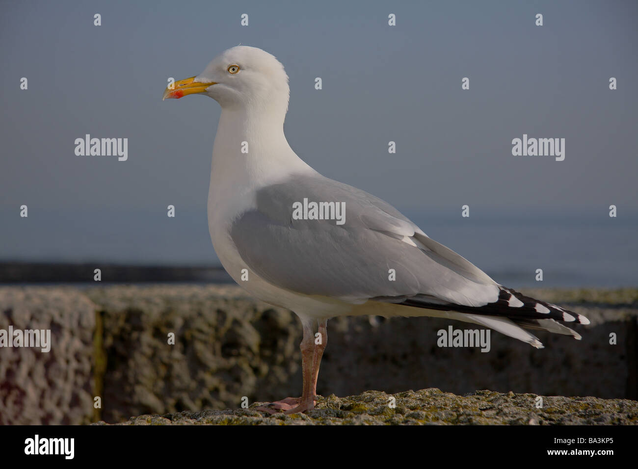 Droppings Stockfotos &amp; Droppings Bilder Seite 23 Alamy
