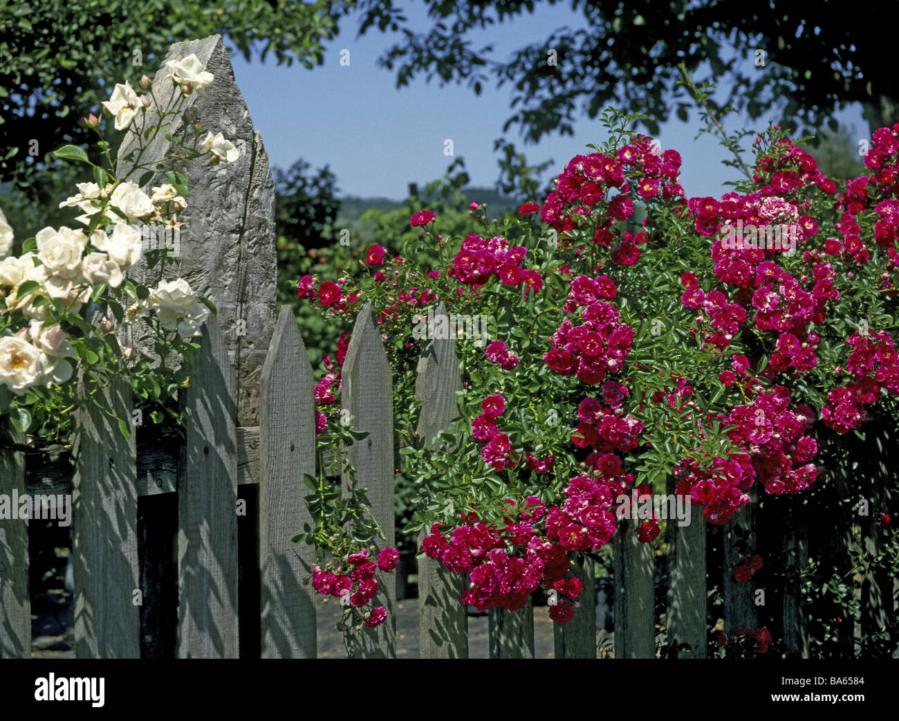 Zaun Blume Bett Detail RoseBlüten Garten Zaun Holzzaun Bretterzaun