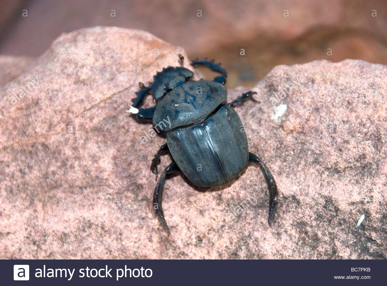 Skarabäus Käfer Skarabäus Käfer