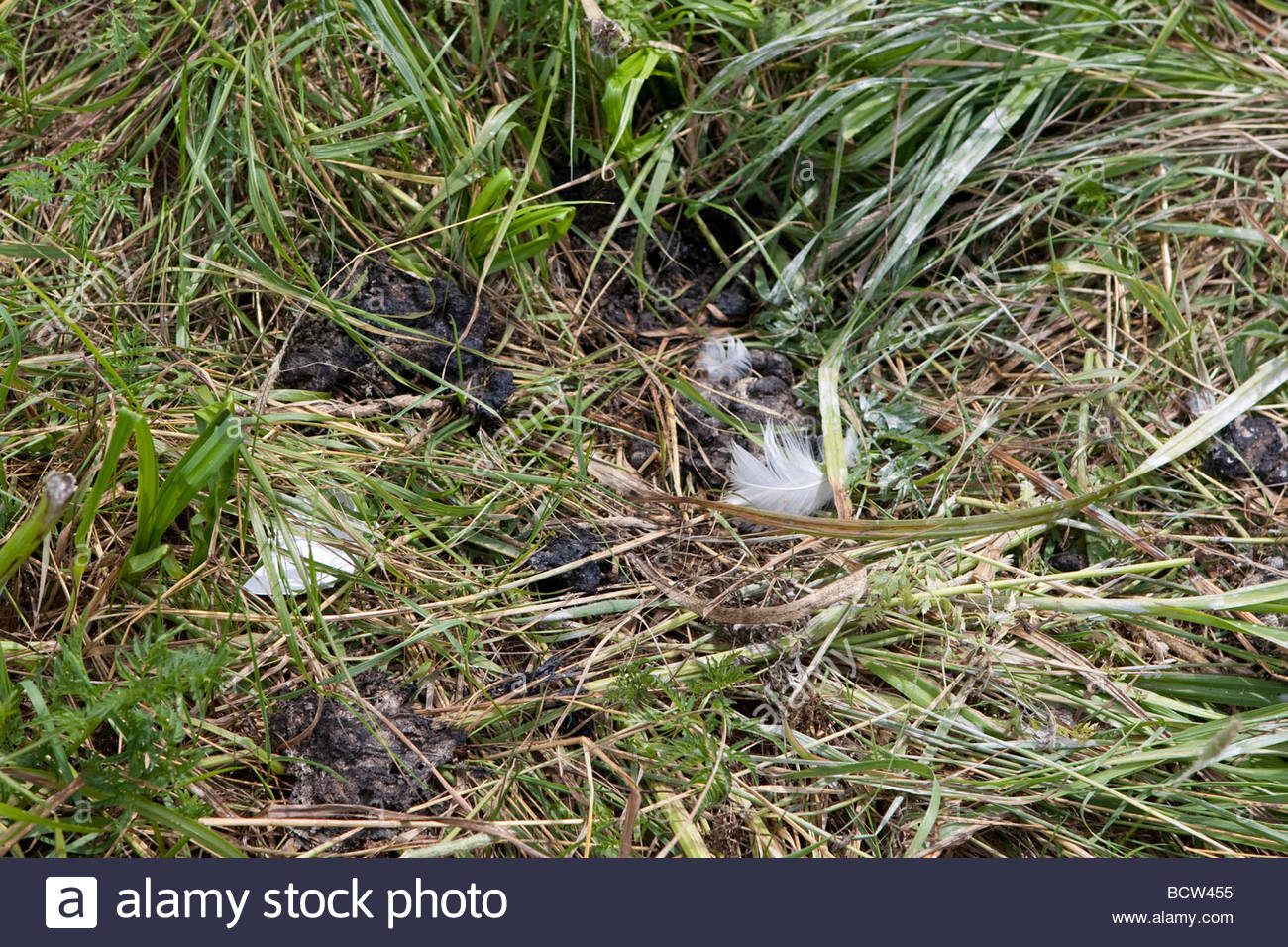 Droppings Stockfotos &amp; Droppings Bilder Seite 23 Alamy