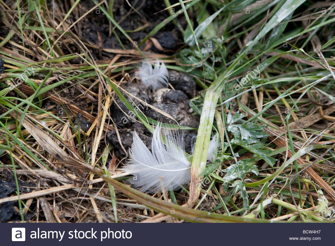 Droppings Stockfotos &amp; Droppings Bilder Seite 23 Alamy