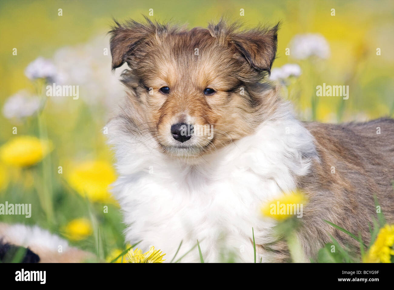 LanghaarCollie Hund Welpe Porträt Stockfoto, Bild 25191755 Alamy