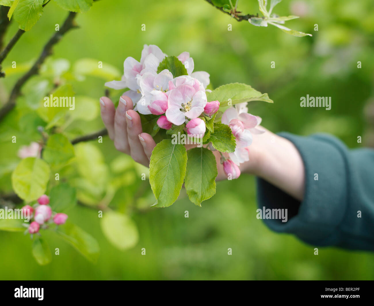 Blossom Stockfotos & Blossom Bilder - Alamy