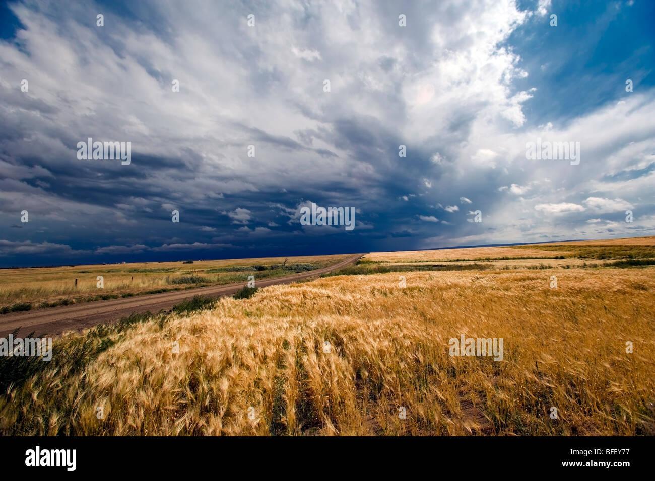 Thunder Storm, Crowfoot Fähre, Alberta, Kanada, Getreide
