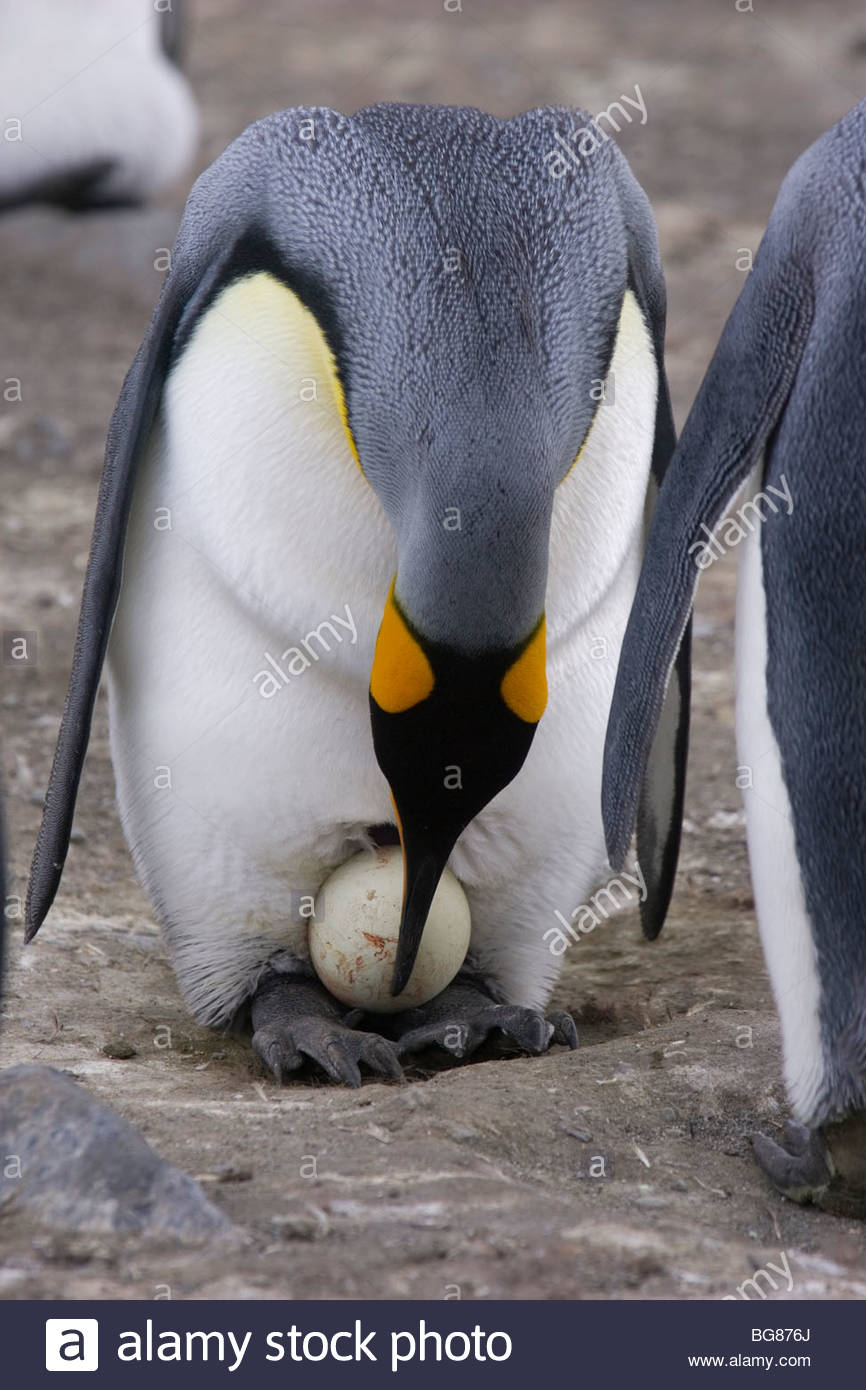 Ein paar des Königs Pinguine führen ein Ei Austausch in der größte