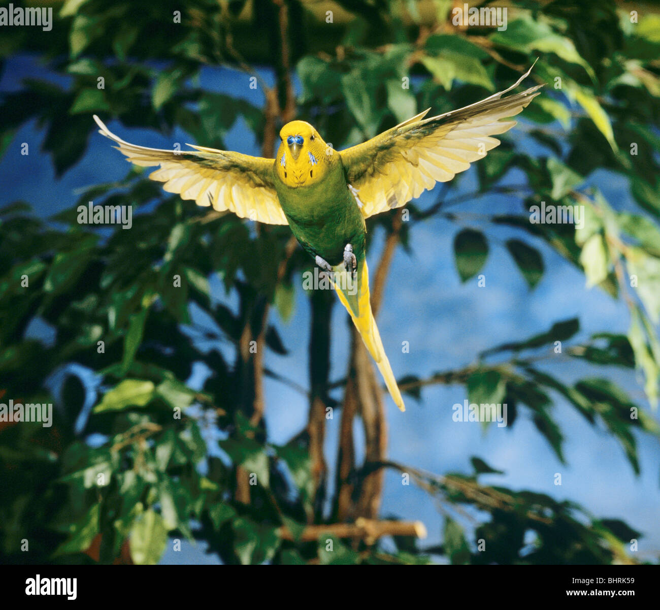 Wellensittich Stürzt Beim Fliegen Ab Wellensittich - fliegen / Melopsittacus Undulatus Stockfoto, Bild