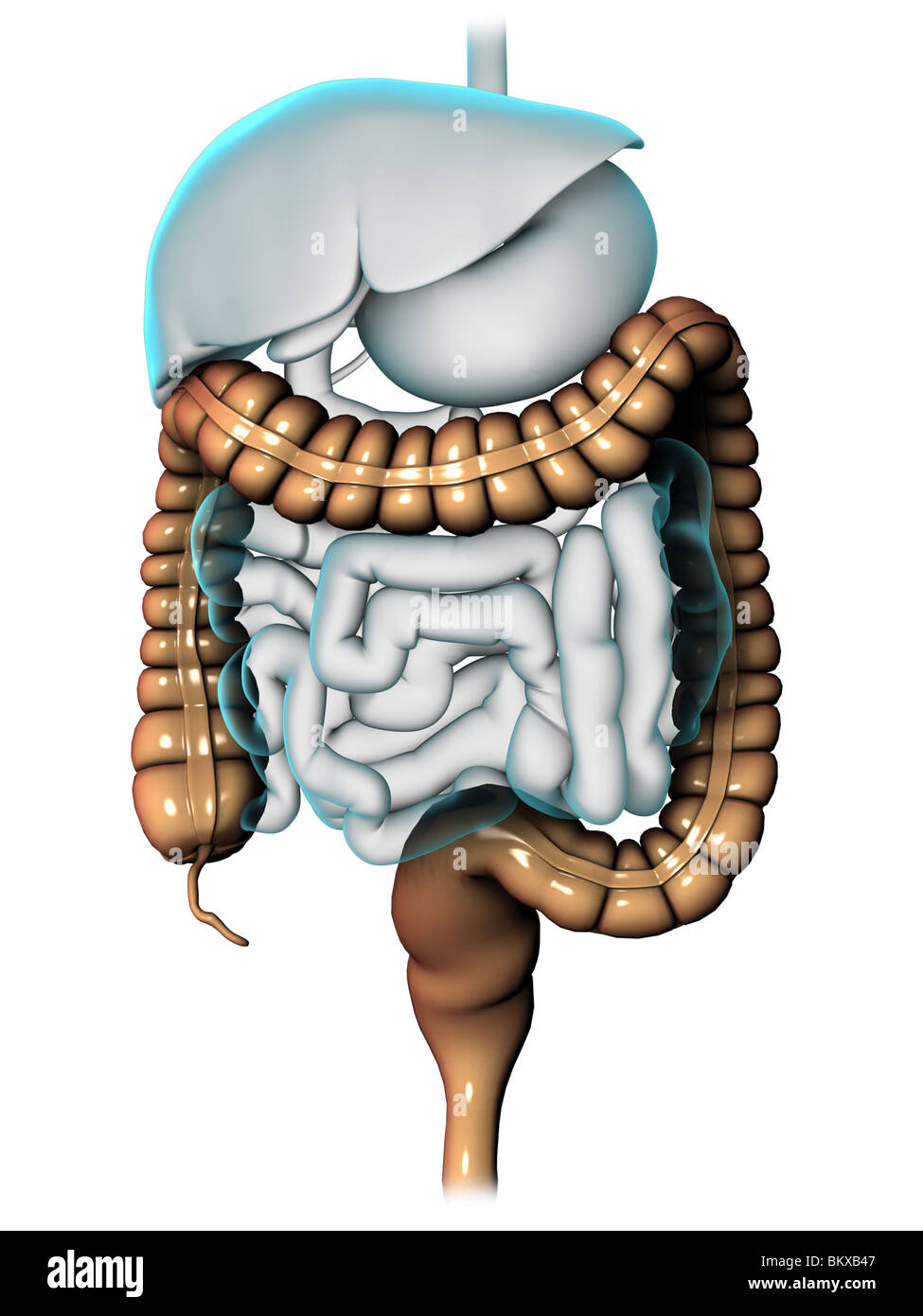 Oberer Teil Des Verdauungstraktes Digestive Tract Stockfotos & Digestive Tract Bilder - Alamy