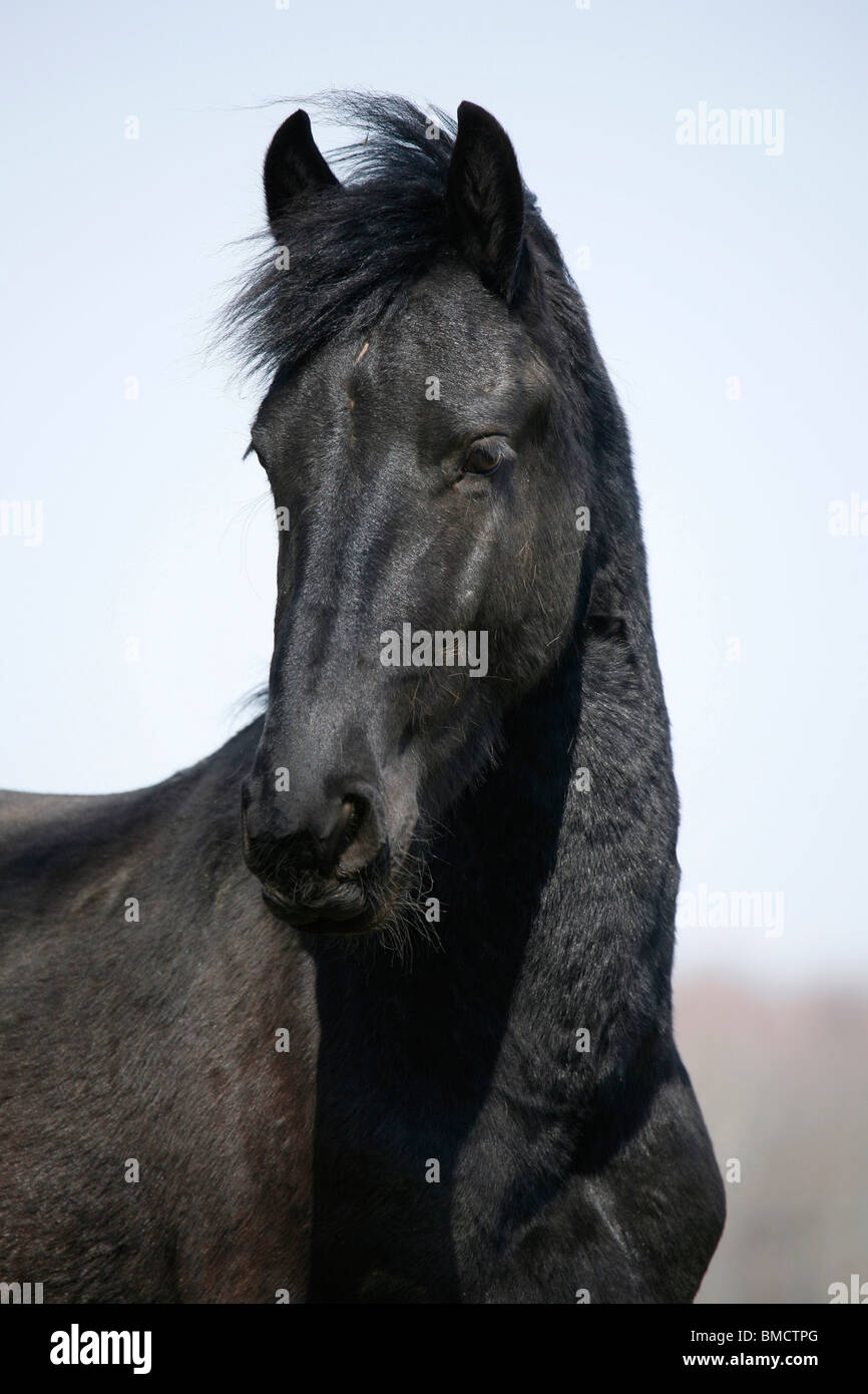 Friese Portrait / Friesen Stockfoto, Bild 29786360 Alamy