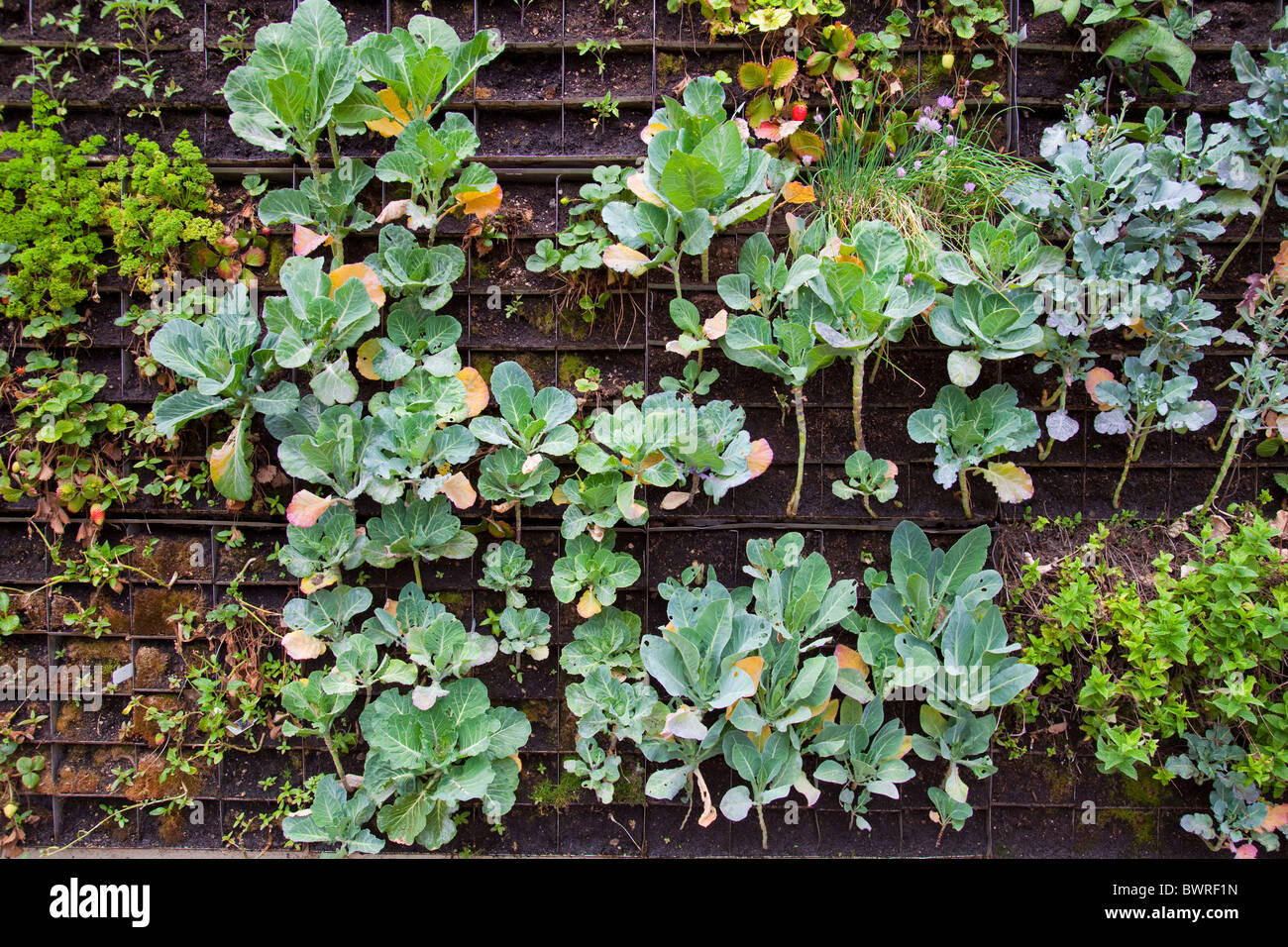 Die essbaren Garten Wand (vertikale Garten) erstellt von Urban Farming