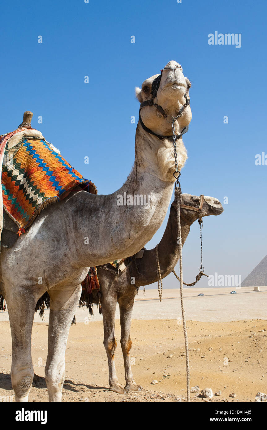 Ägypten Gizeh Kamele bei den großen Pyramiden in der Nekropole von