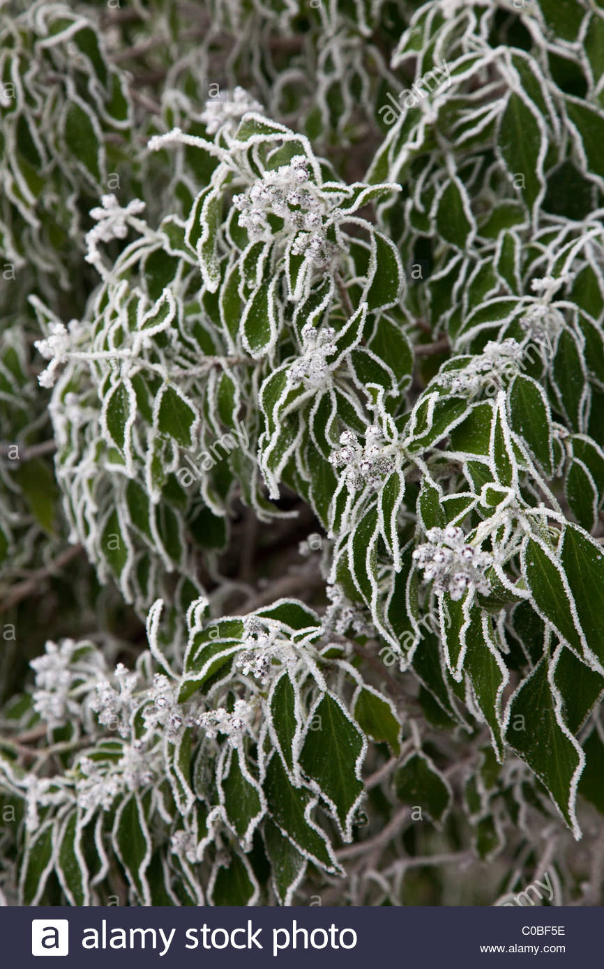 Reif auf Hedera helix Efeu Blätter im Winter Stockfoto, Bild