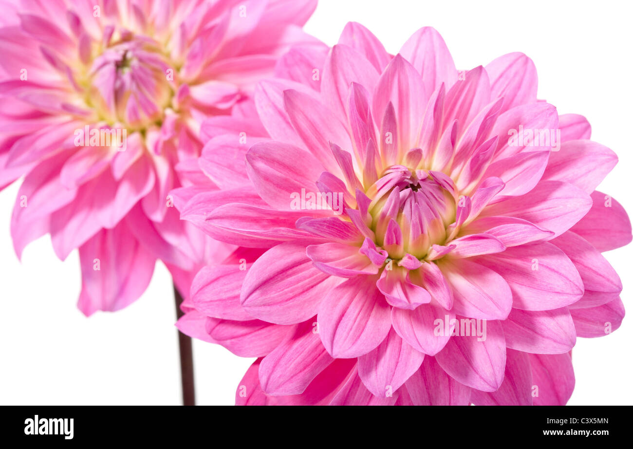 Schnittblumen Dahlie Fotos Und Bildmaterial In Hoher Aufl Sung Alamy