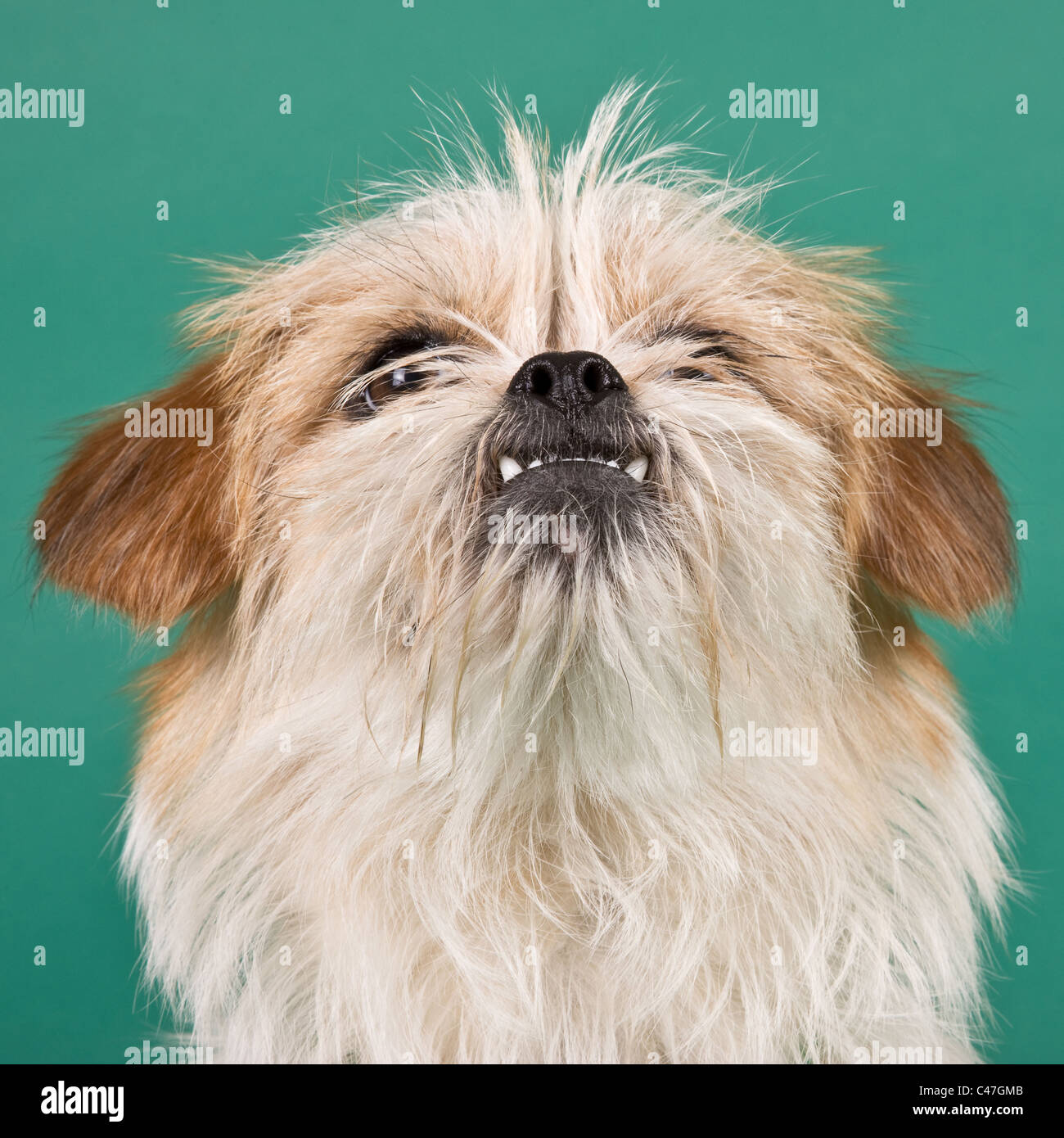 Underbite Stockfotos & Underbite Bilder Alamy