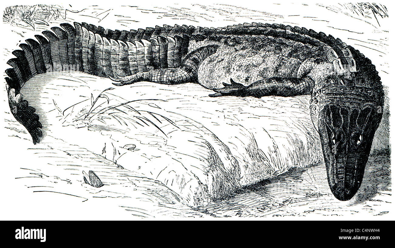 Frauen leiden Kretinismus Stockfoto, Bild 37360432 Alamy