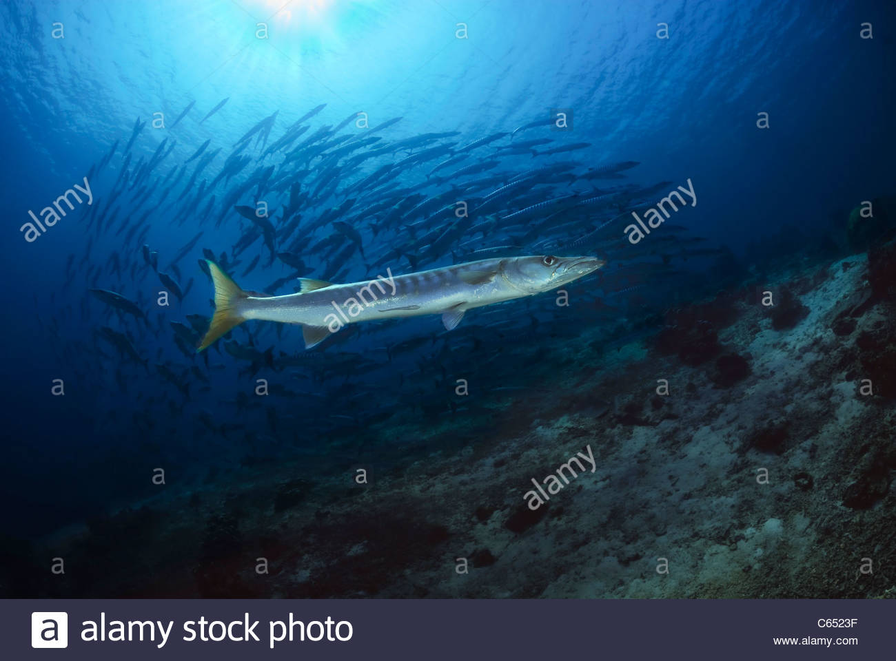 13+ Barracuda Fisch Kaufen Gif
