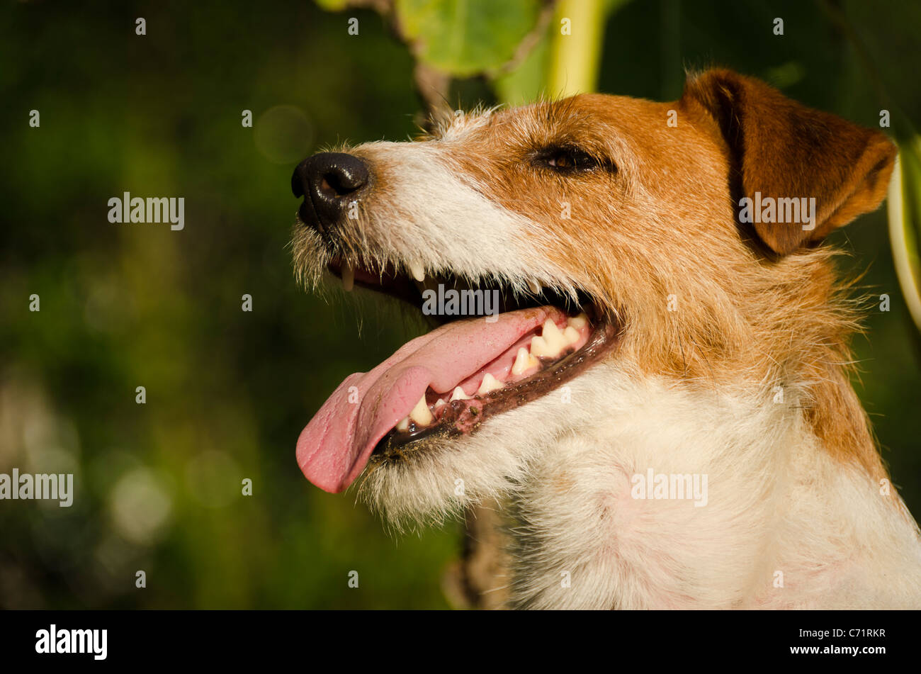 Hund Stockfotos & Hund Bilder Alamy