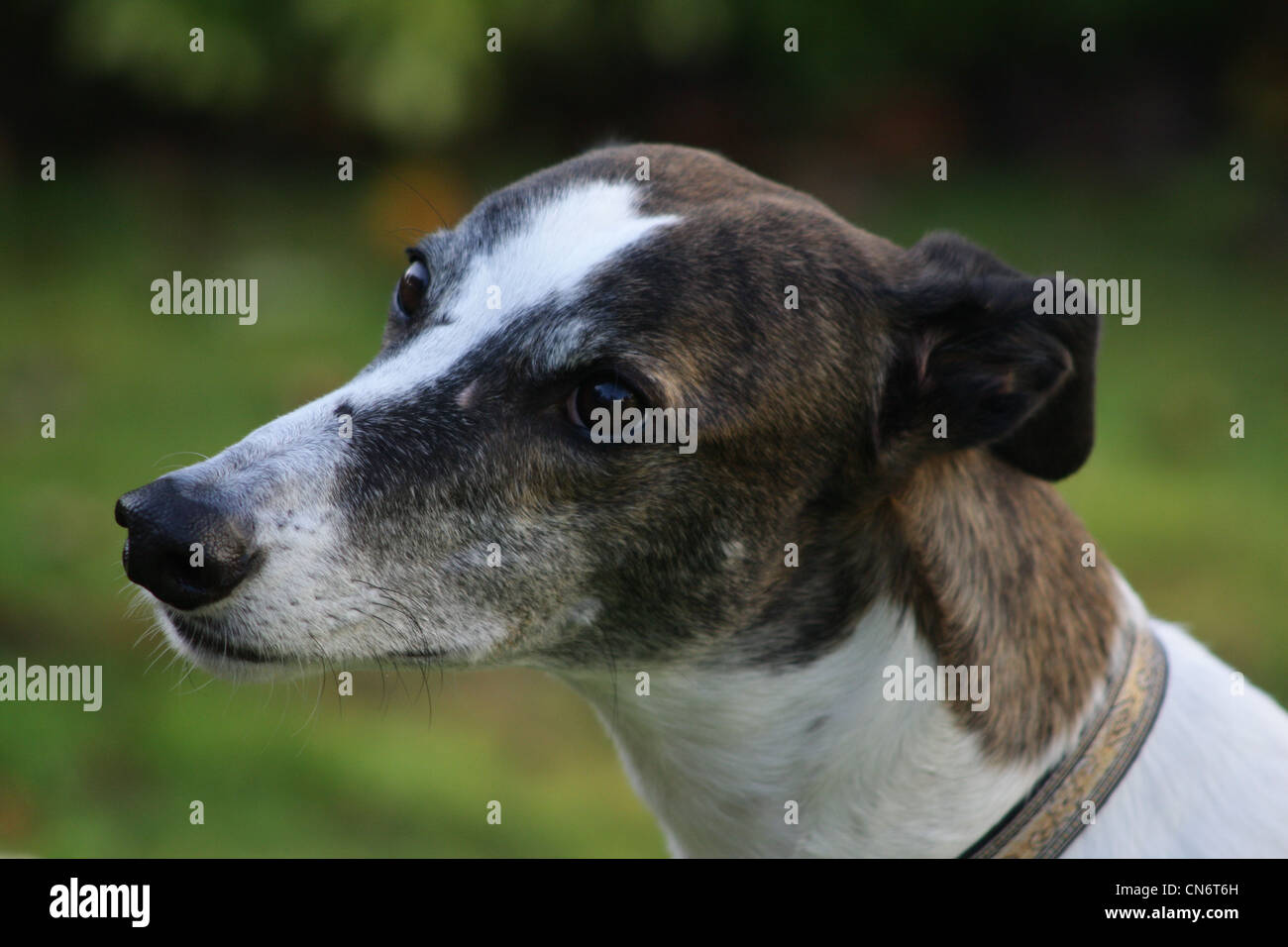 Brindle Greyhound Stockfotos &amp; Brindle Greyhound Bilder
