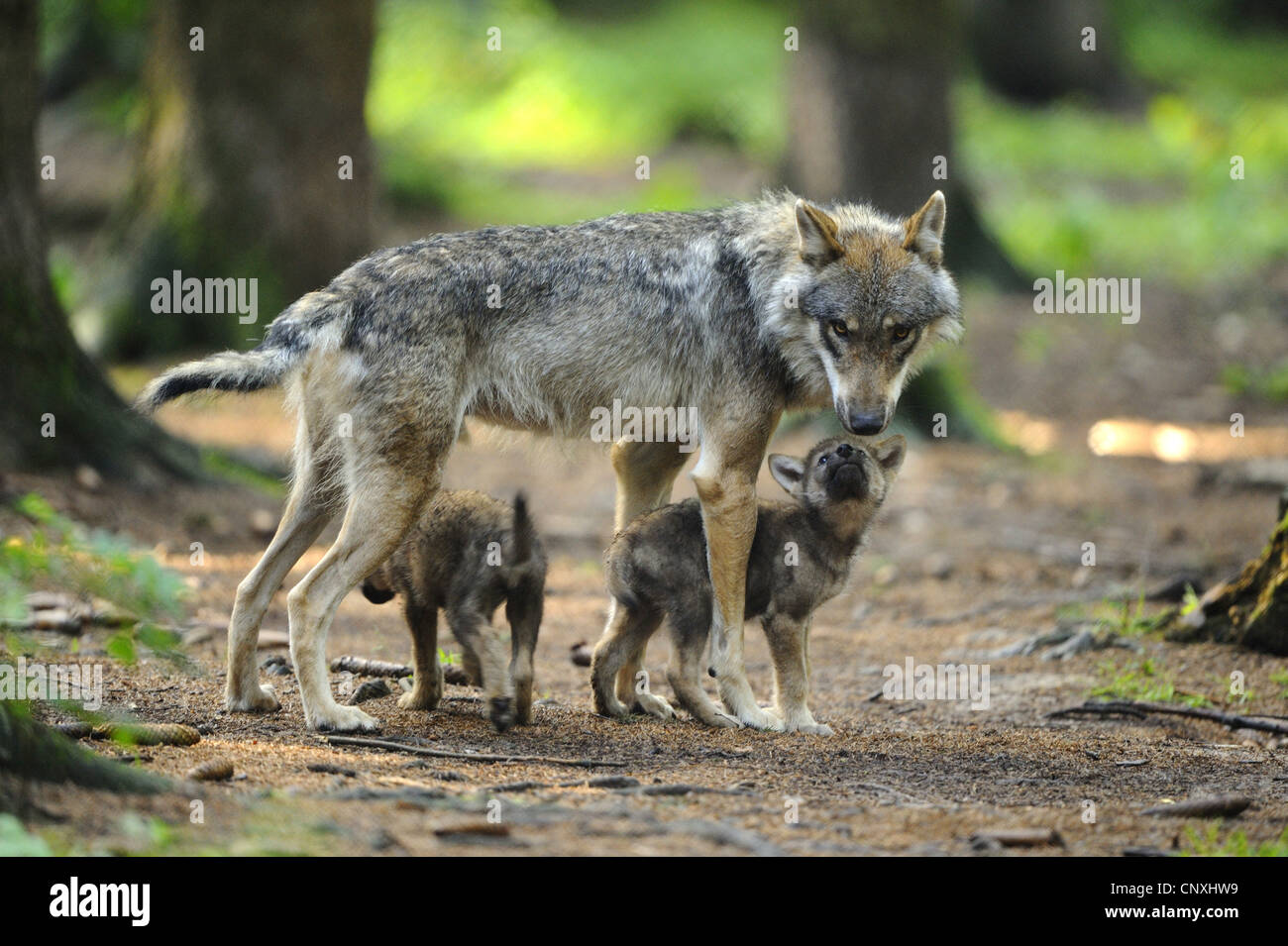 Wolf Kaufen In Deutschland Wolf Kaufen In Deutschland