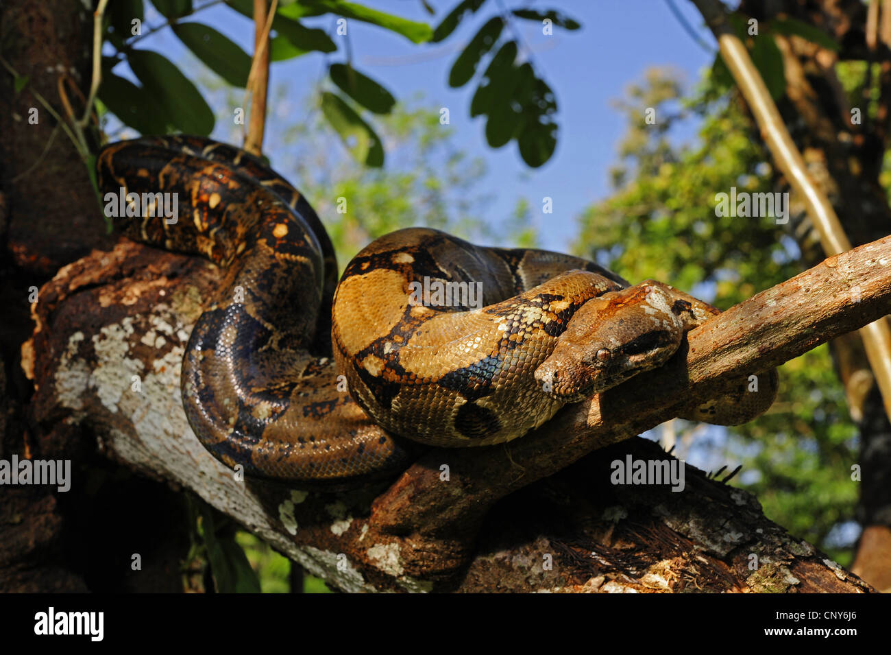 Redtailed Boa (Boa Constrictor), ruht auf einem Ast, Honduras, La