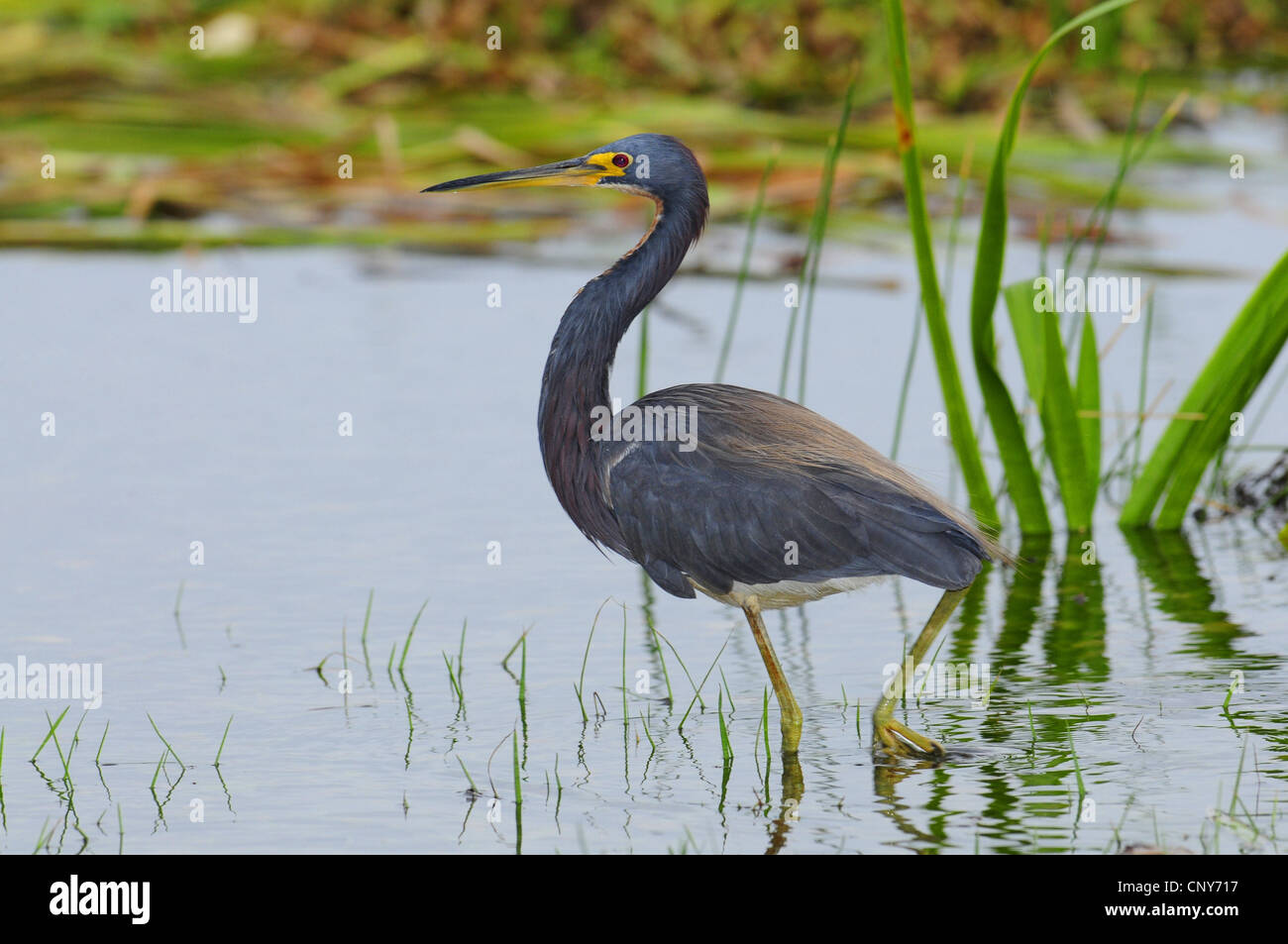 Brus Stockfotos & Brus Bilder - Alamy