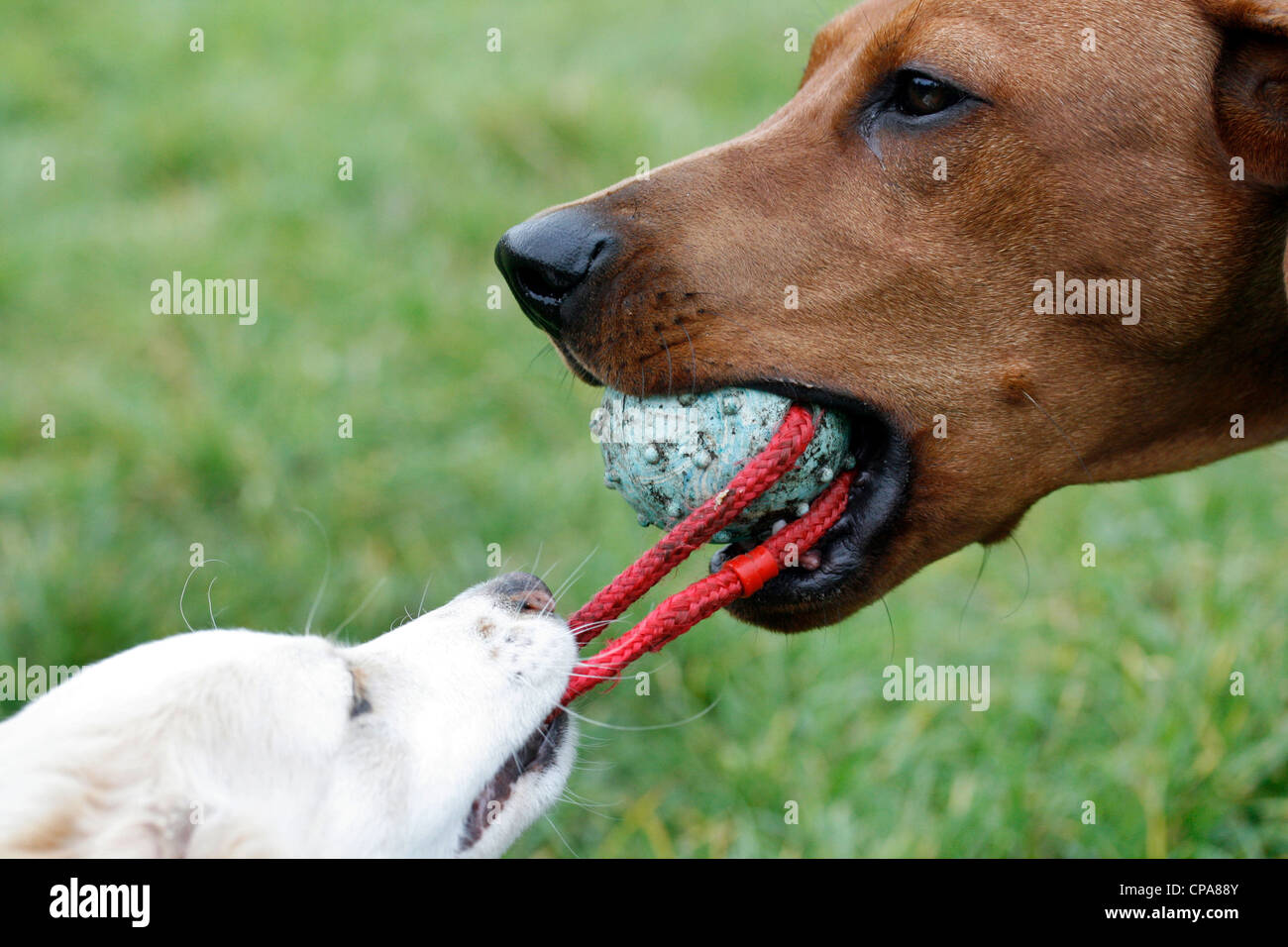 Zwei Hunde miteinander spielen Stockfoto, Bild 48169211 Alamy