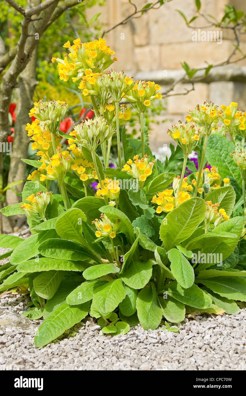 Gelbe Primeln Blumen im Steingarten England UK United Kingdom GB ... Gelbe Primeln Blumen im Steingarten England UK United Kingdom GB ...