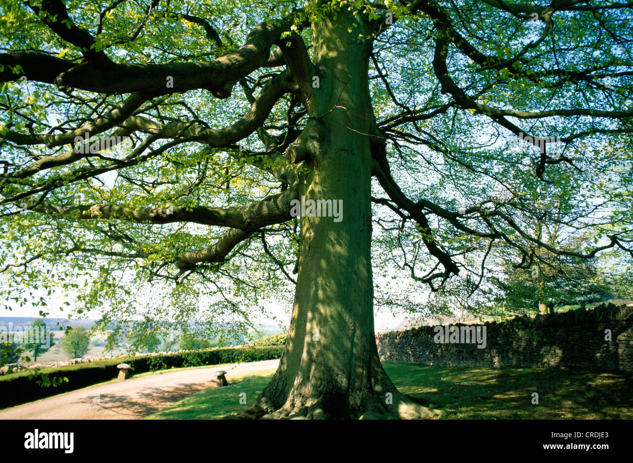 EUROPÄISCHE BUCHE; ROTBUCHE (FAGUS SYLVATICA) IM FRÜHJAHR BAUM