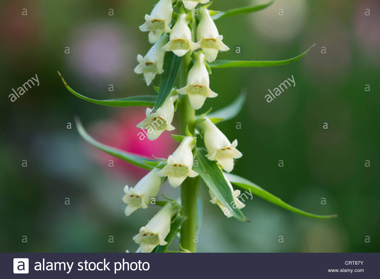 digitalis lutea kleine gelbe fingerhut stroh fingerhut crt87y