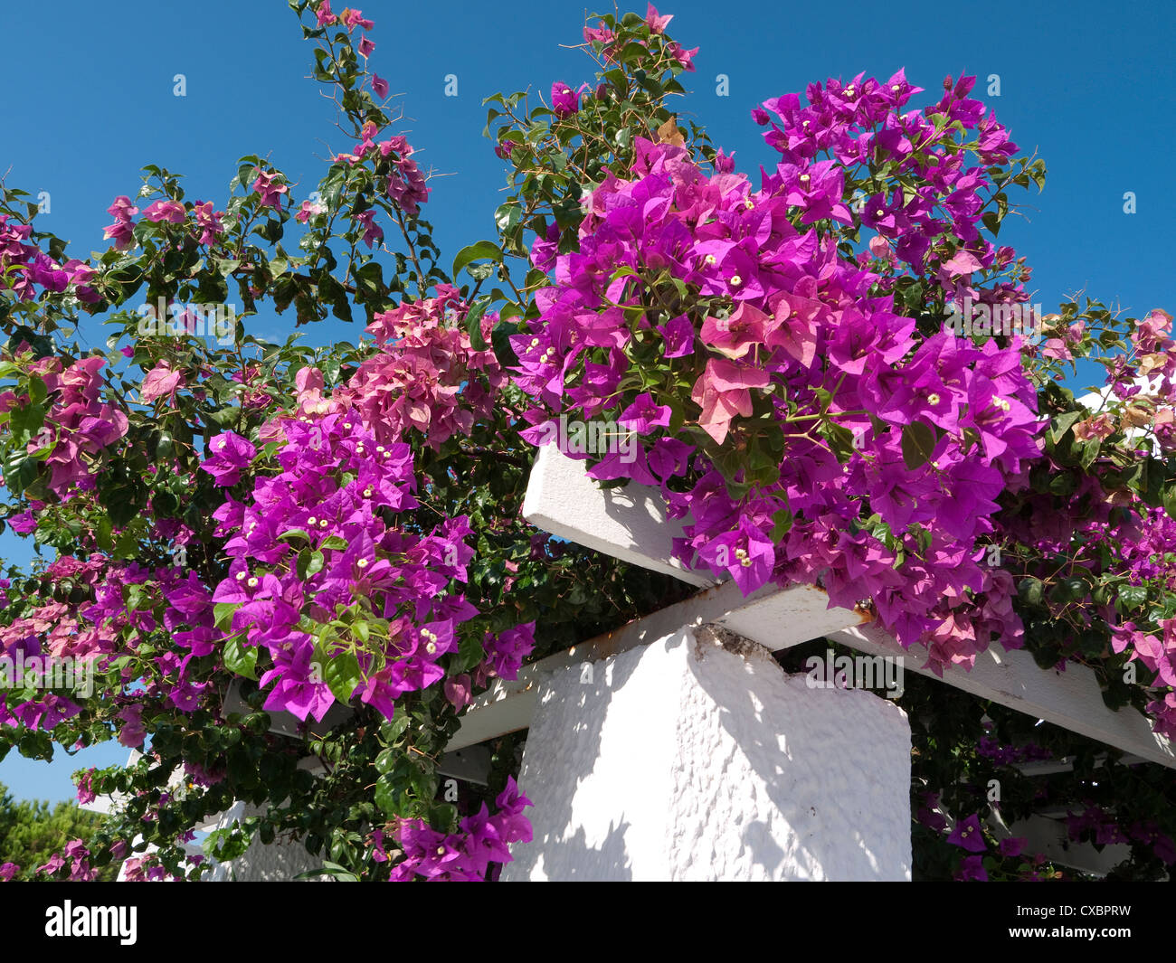 Pink Bougainvillea Flowers Santorini Greece Stockfotos & Pink