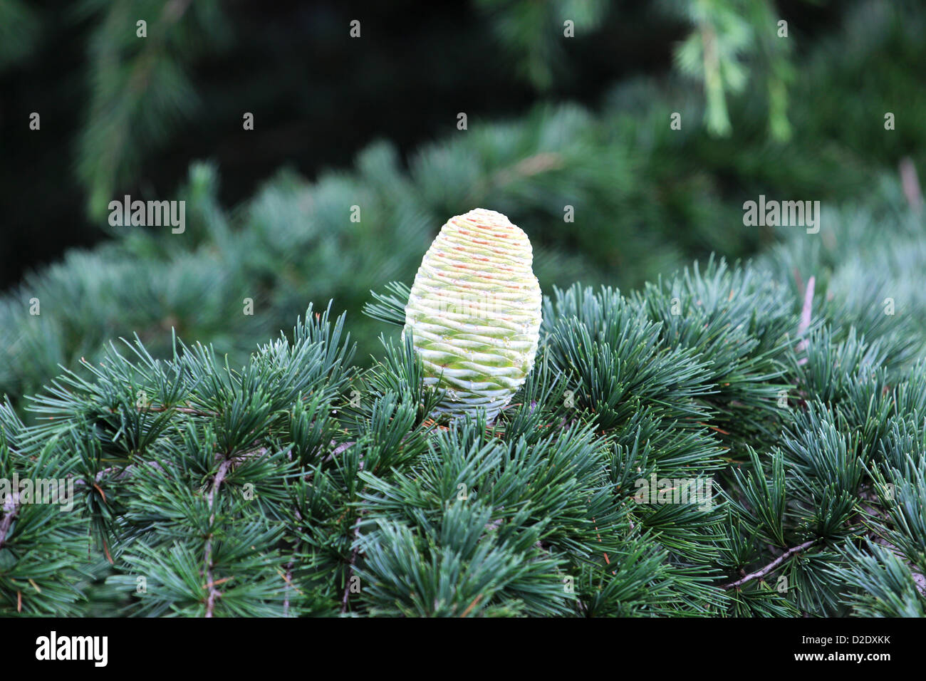 Branch Lebanon Cedar Cedrus Libani Stockfotos & Branch Lebanon Cedar