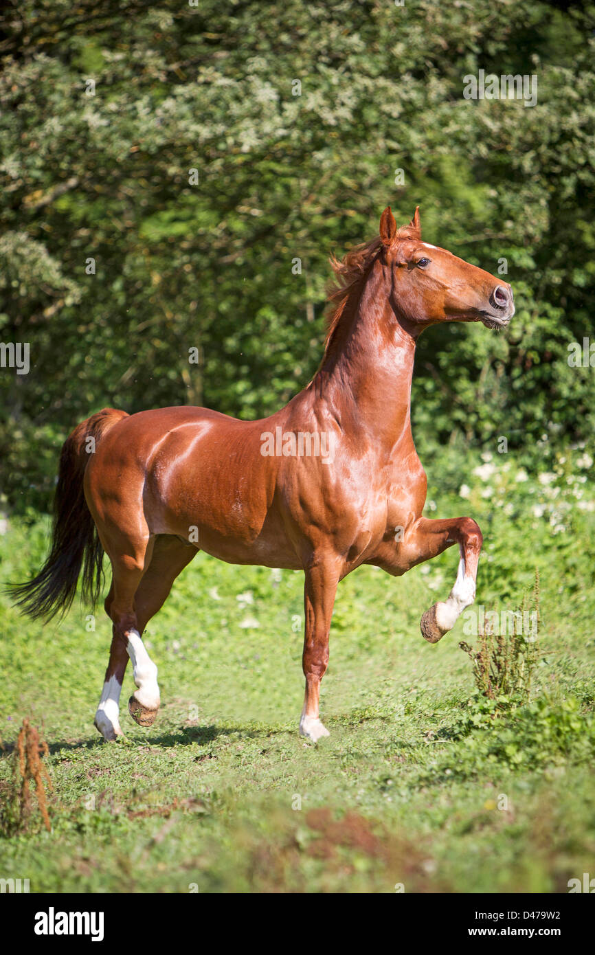 Rotes Bild Mit Pferden Rotes Bild Mit Pferden