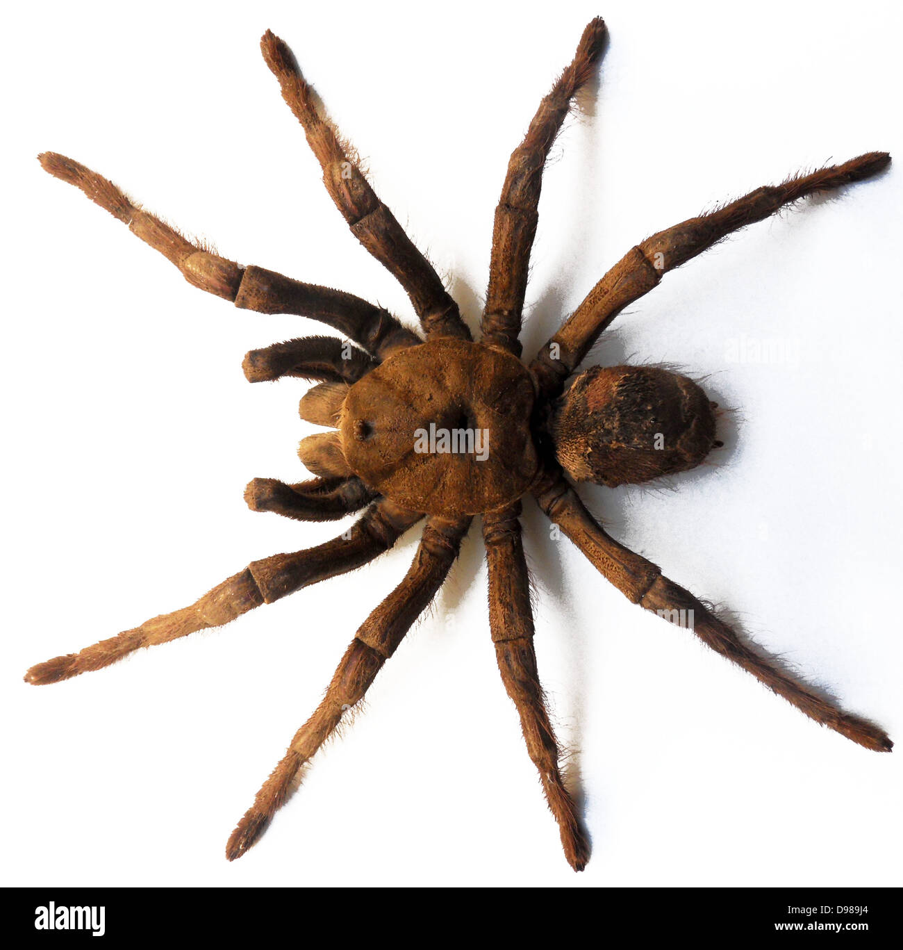 Theraphosa Leblondi, GoliathVogelspinne Stockfoto, Bild 57346188 Alamy
