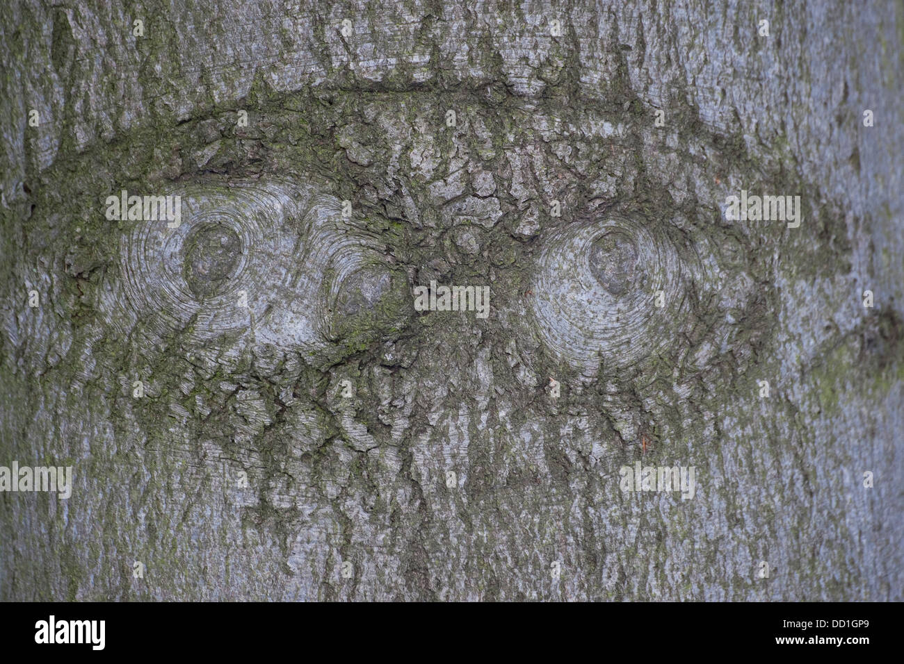 Baumgesicht Baum Gesichter Holz