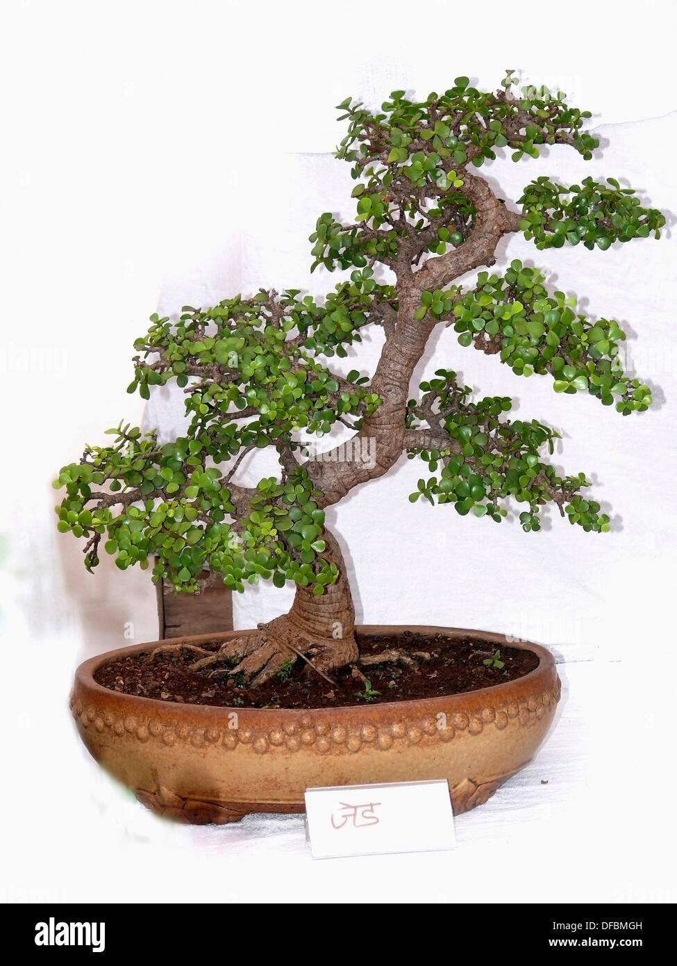 bonsai baum garten, zwerg jade bonsai-baum, kaiserin garten, pune, maharashtra, indien, Design ideen
