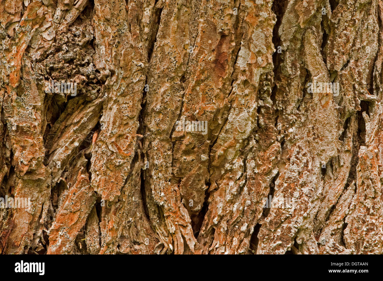 Rinde Der Eiche Fotos Und Bildmaterial In Hoher Aufl Sung Alamy