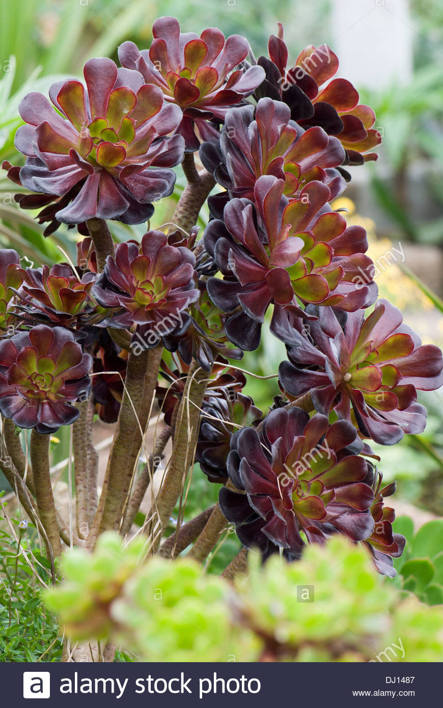 Aeonium Stockfotos & Aeonium Bilder - Alamy