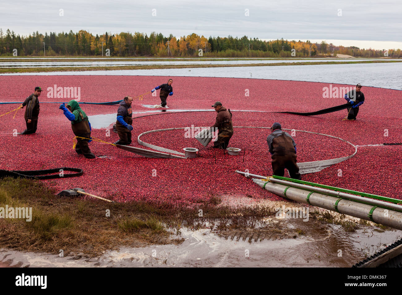 CRANBERRY ERNTE IN SAINTLOUISDEBLANDFORD, IN DER REGION CENTREDU