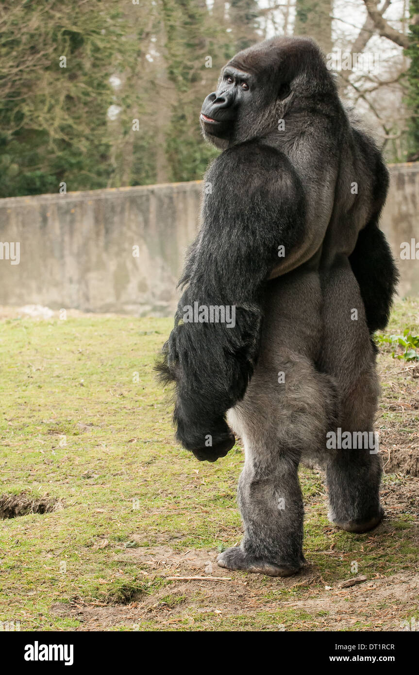 Silverback Gorilla Gorilla Standing Stockfotos & Silverback Gorilla