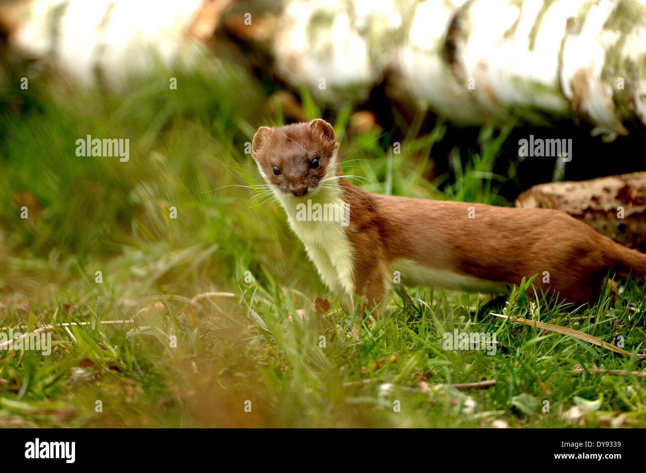 Hermelin Frühling große große Wiesel kurzes Heck Wiesel Mustela Erminea