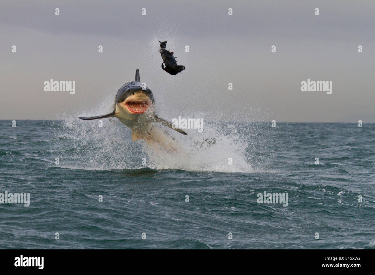 Weißer Hai (Carcharodon Carcharias) springen aus