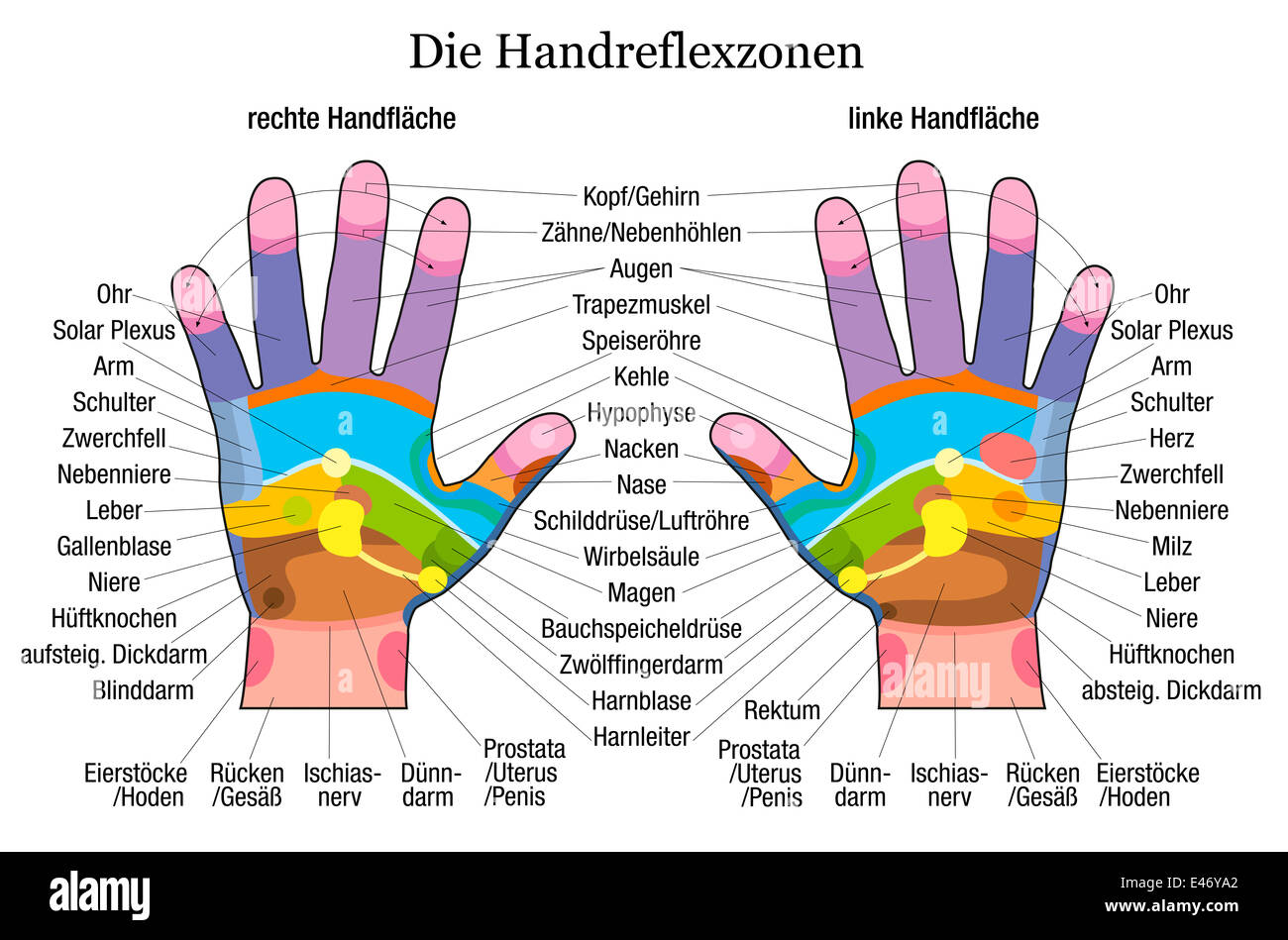 Hand Reflexzonenmassage Diagramm Mit Genauer Beschreibung Der