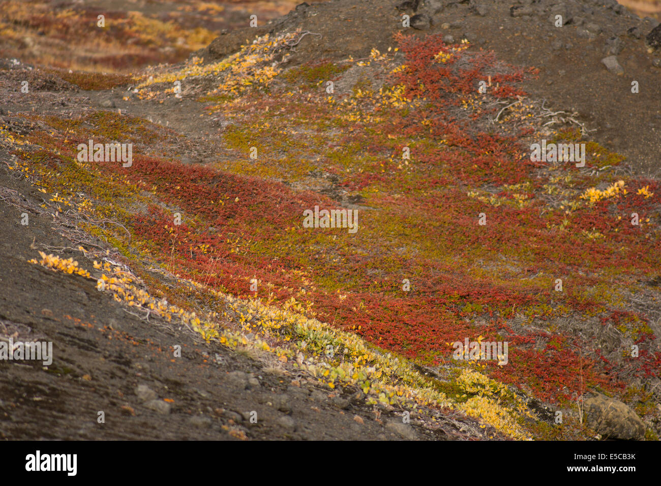 Nahaufnahme Der Arktischen Tundra Vegetation Im Sommer Und Herbst In