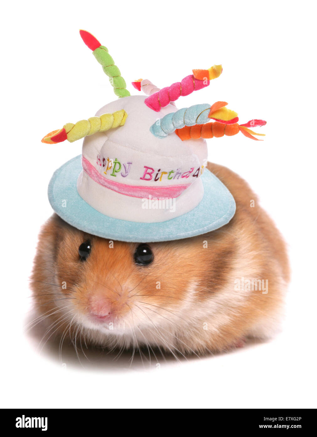 alles Gute zum Geburtstaghamster Stockfoto, Bild 73727438 Alamy