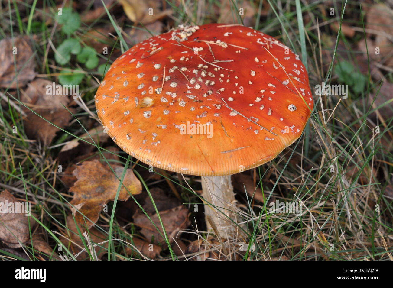 Herbstlaub Stockfotos & Herbstlaub Bilder - Alamy