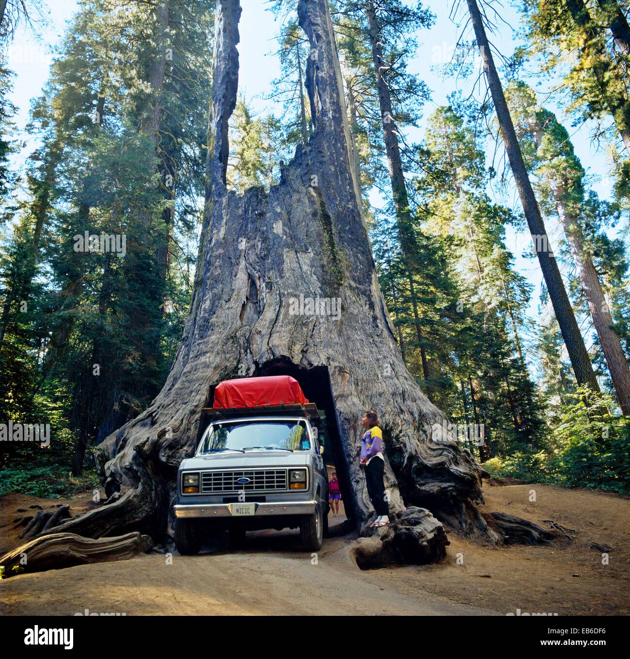 Mammutbäume Wald, Mariposa Grove, YosemiteNationalpark, Kalifornien, USA Stockfoto, Bild