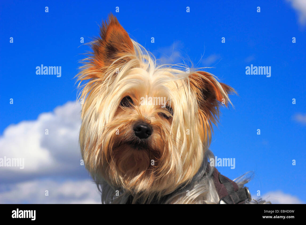 Yorkshire Terrier Kaufen