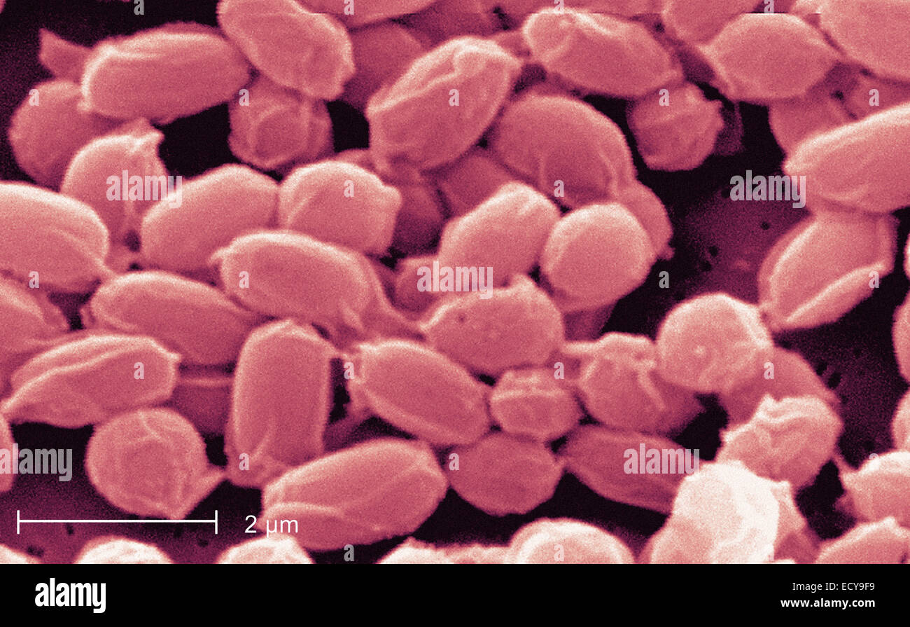 Bacillus Anthracis Stockfotos Und Bilder Kaufen Alamy